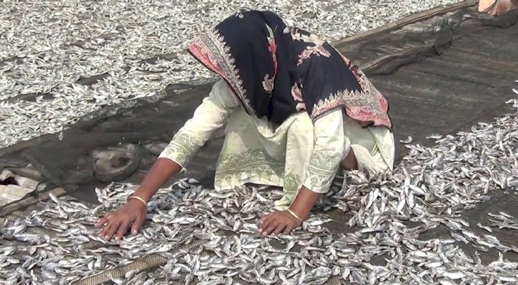 হাওরে মাছের সংকটে শুটকি উৎপাদনে ভাটা