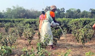 প্রখর রোদে পুড়ছে হবিগঞ্জের ২৪ বাগান