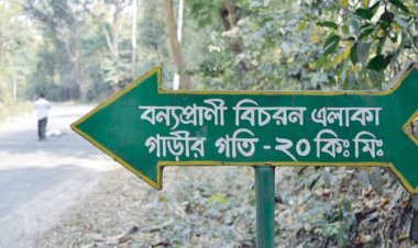 গাড়িচাপায় মরছে সংরক্ষিত বনের প্রাণী