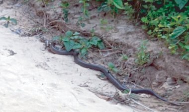 ঘর থেকে উদ্ধার কিং কোবরা বনে মুক্ত