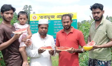 মাচায় ঝুলছে হলুদ ও সবুজ রঙের রসালো তরমুজ