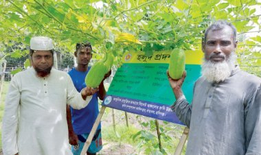হলুদ ক্ষেতে মাচায় চাল কুমড়া ও শিম চাষে সফলতা