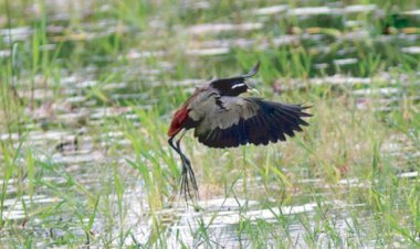 প্রাকৃতিক জলাভূমির পাখি ‘দলপিপি’ 