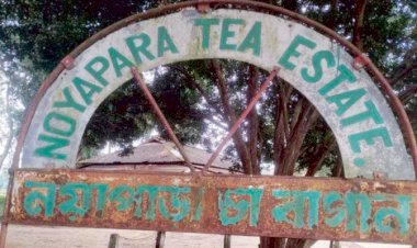মাধবপুরের নোয়াপাড়া চা বাগানে ধুঁকছে উৎপাদন