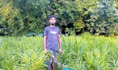 বস্তায় আদা চাষে সম্ভাবনার দ্বার খুলছে হবিগঞ্জে