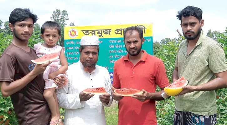 মাচায় ঝুলছে হলুদ ও সবুজ রঙের রসালো তরমুজ