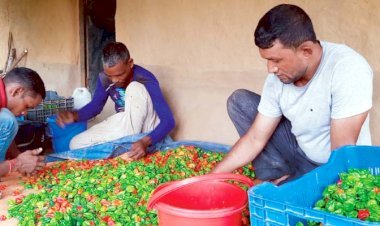 সবুজ পাহাড়ে নাগা মরিচের রাজ্য