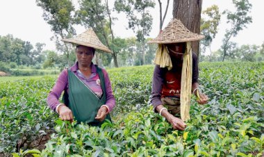 প্রকৃতিতে দ্যুতি ছড়াচ্ছে তেলিয়াপাড়া চা বাগান