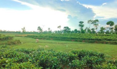 বিএনপি নেতা মুর্শেদ খানের বাগান বন্ধ বিদ্যুতের অভাবে